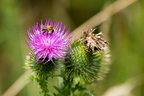Small Bee on thistle Flower - 6d7813