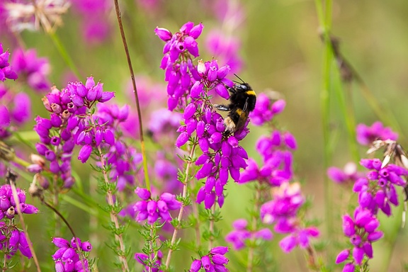 Bumblebee on Heather - 6d7805