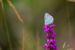 Holly Blue on Bell Heather - 6d7808