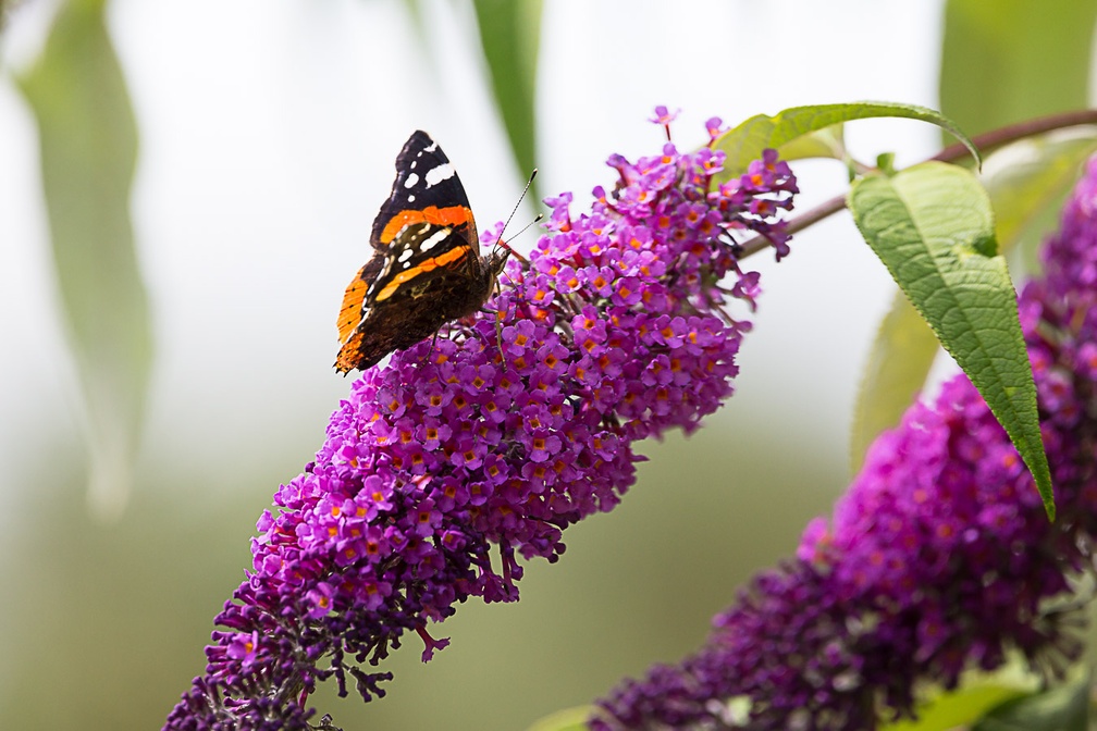 Red Admiral on Buddleia - 6d7825