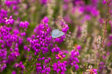 Holly Blue on Bell Heather - 6d7871