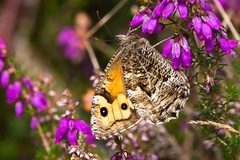 Grayling Butterfly - 6d7959
