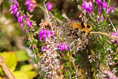 Grayling in Heather - 6d7963