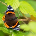 Red Admiral Butterfly - 6d8011