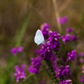 Holly Blue Butterfly - 6d8026