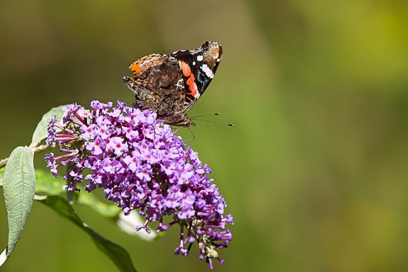 Red Admiral Butterfly - 6d8058