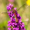 Common Darter Dragonflies on Bell Heather - c6d8033