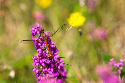Common Darter Dragonflies on Bell Heather - 6d8033