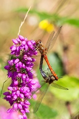 Common Darter Dragonflies on Bell Heather - 6d8040