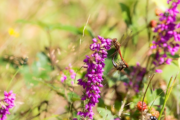 Common Darter Dragonflies on Bell Heather - 6d8041