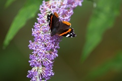 Red Admiral Butterfly - 6d8093