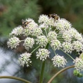 Umbellifers with Flies - 6d8109