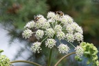 Umbellifers with Flies - 6d8109