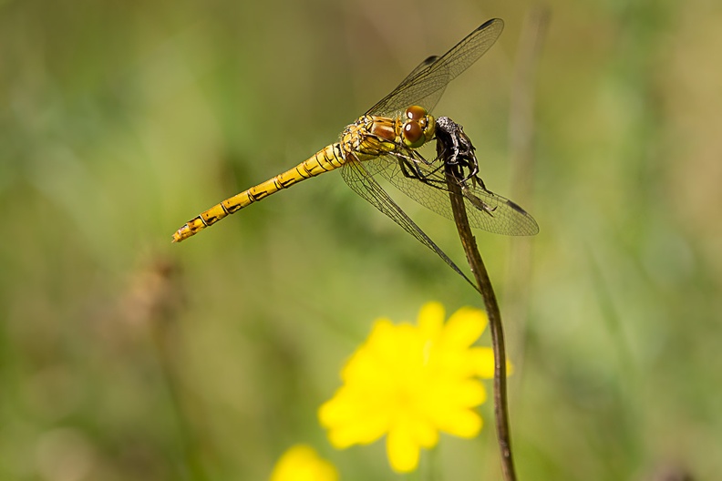 dragonfly-s150600-g-6d8213.jpg