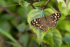 Speckled Wood - r70056