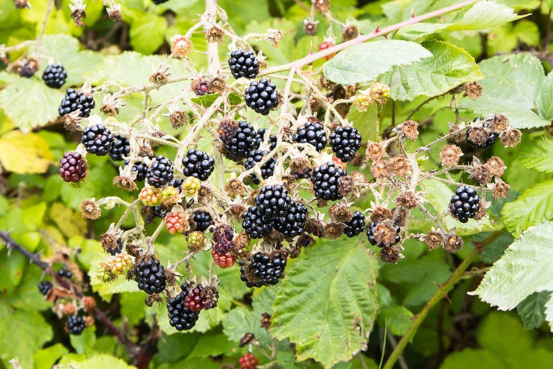 Ripe Blackberry Fruit - r70054