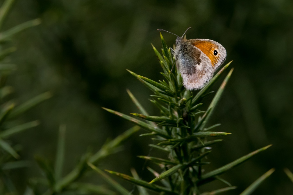 Small Heath Butterfly - r70078