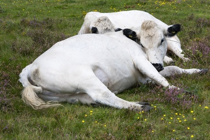 Cow Resting - r70197