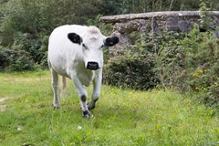 Strolling Cow - r70276