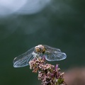 Common Darter Dragonfly - r70166