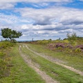 heathland-landscape-g-r70236.jpg