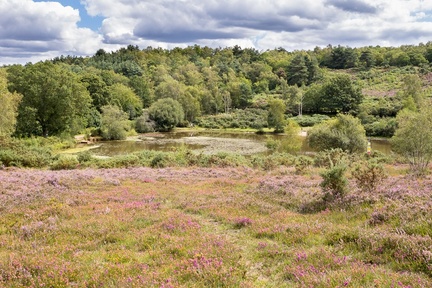 Heathland Landscape - r70250