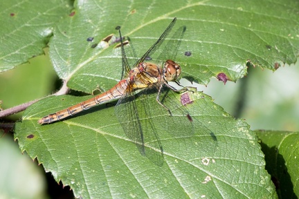 Common Darter Dragonfly - r70503