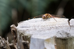 Common Darter Dragonfly - r70434