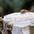 Common Darter Dragonfly - r70434