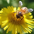 Honey Bee on Fleabane - 7r0011