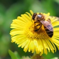 Honey Bee on Fleabane - r70009