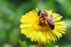 Honey Bee on Fleabane - r70009