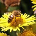 Honey Bee on Fleabane - r70025