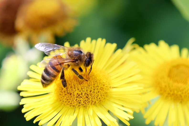 Honey Bee on Fleabane - r70022