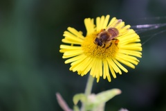 Honey Bee on Fleabane - r70002
