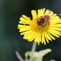 Honey Bee on Fleabane - r70002