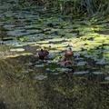 Ducks in Spotlight - r70531