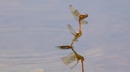 Dragonfly Couple in Flight - r71240-Enhanced-NR