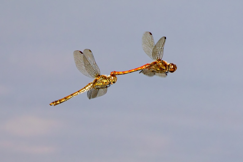 dragonflies-flight-s150600-g-r71233-Enhanced-NR.jpg