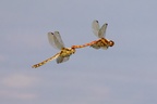 Dragonfly Couple in Flight - r71233
