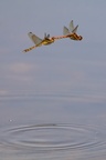 Dragonfly Couple in Flight - r71234