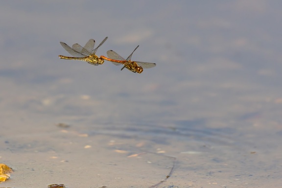 Dragonfly Couple in Flight - r71250-Enhanced-NR