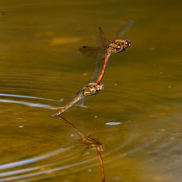 dragonflies-s150600-g-r71216-Enhanced-NR.jpg