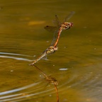 Dragonfly Couple in Flight - r71216