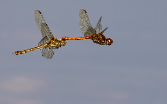 Dragonfly Couple in Flightr - r71235