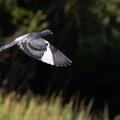 Pigeon Flying - r71207