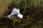 Pigeon Flying - r71199-Enhanced-NR