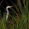 Grey Heron in the Reeds - r70952