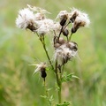 Thistle Seed Heads - r70576