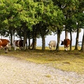 Cows on Hill Fort - r70621